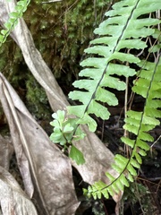 Asplenium normale