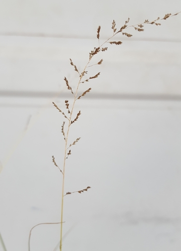 Sporobolus diandrus