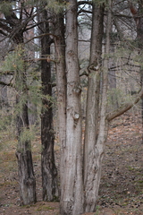 Cupressus sempervirens
