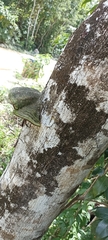Cora glabrata