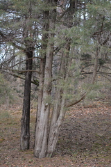 Cupressus sempervirens