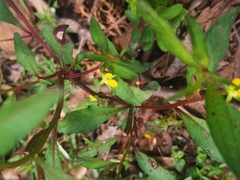 Ludwigia hyssopifolia