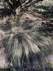 Muhlenbergia lindheimeri