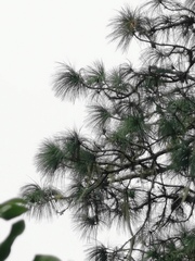 Pinus pseudostrobus