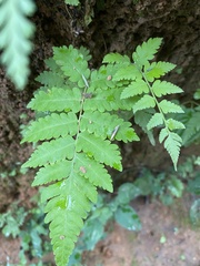 Macrothelypteris torresiana