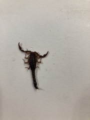 Vaejovis carolinianus