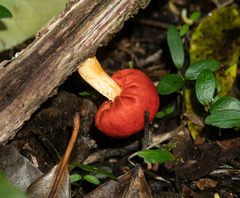 Leratiomyces erythrocephalus