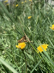 Hylephila fasciolata