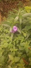 Ruellia simplex
