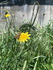 Hylephila fasciolata