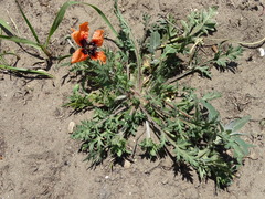 Papaver argemone