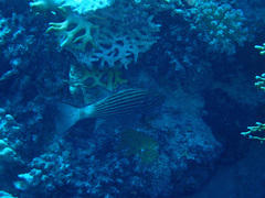 Cheilodipterus macrodon