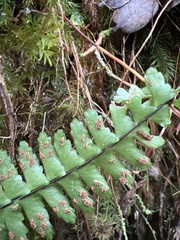 Asplenium normale