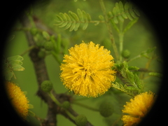 Vachellia farnesiana