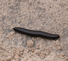 Orthoporus