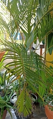 Dypsis lutescens