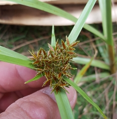 Cyperus intactus