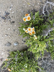 Heliotropium floridum