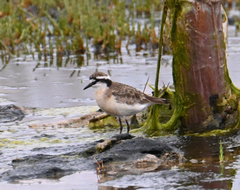 Charadrius pecuarius