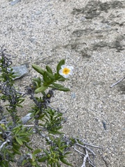 Heliotropium floridum