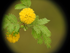 Vachellia farnesiana