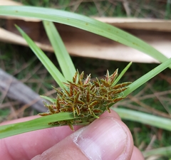 Cyperus intactus
