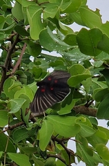 Melanis cephise