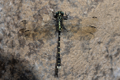 Hemigomphus heteroclytus