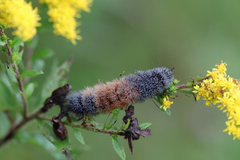 Entomophthorales
