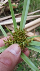 Cyperus intactus