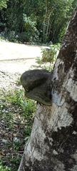 Cora glabrata