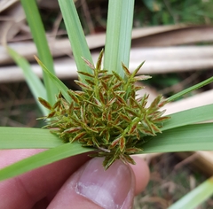 Cyperus intactus
