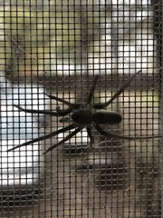 Kukulcania hibernalis