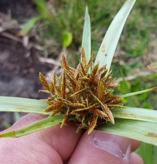Cyperus intactus