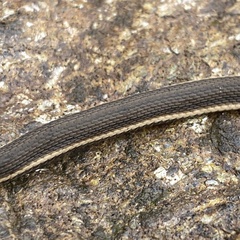 Regina septemvittata