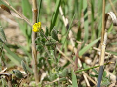Medicago minima