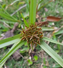 Cyperus intactus