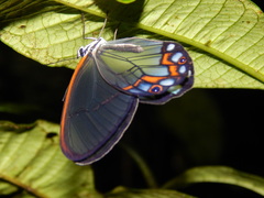 Pseudohaetera hypaesia