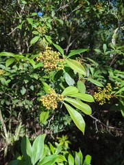Ardisia escallonioides