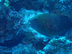 Calotomus viridescens