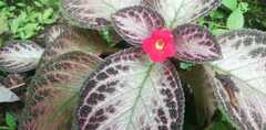 Episcia cupreata