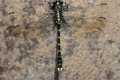 Hemigomphus heteroclytus