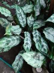 Aglaonema commutatum