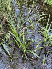 Crinum americanum