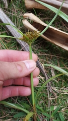 Cyperus intactus