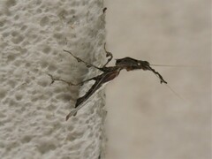Phyllocrania paradoxa