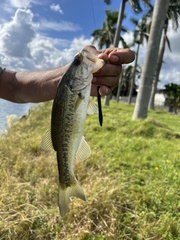 Micropterus floridanus
