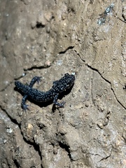 Plethodon albagula
