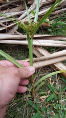 Cyperus intactus