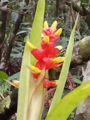 Guzmania squarrosa